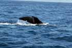 Whale watch at Kaikaira, New Zealand.